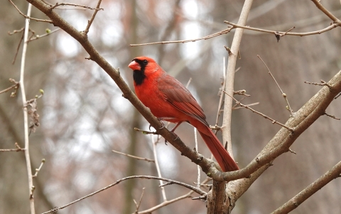 A brightly colored male cardinal, perches on the branch of a small tree.
