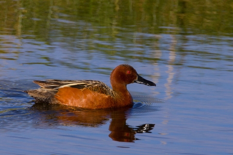 A drake cinnamon teal swims in still water
