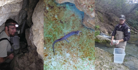 left: Man in dark cave. Center: Salamander in an enclosure. Right: Man in waders standing in water.