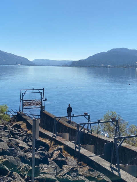 Hatchery manager looks over the Columbia River.