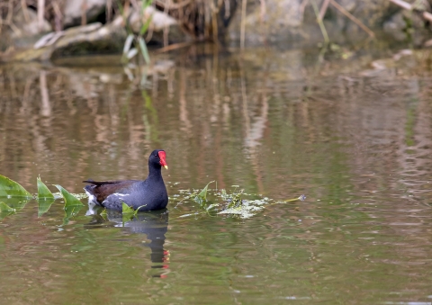 Common gallinule on a wetland