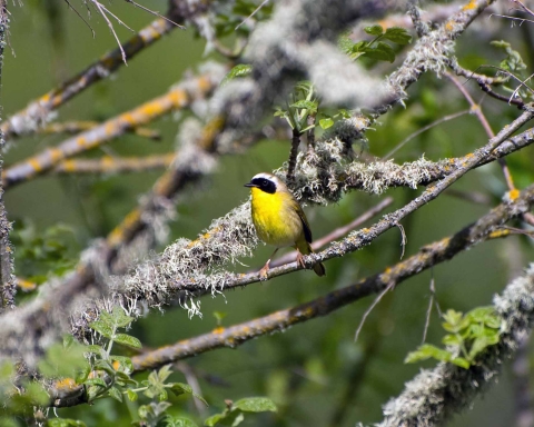 Common yellowthroat on a tree branch