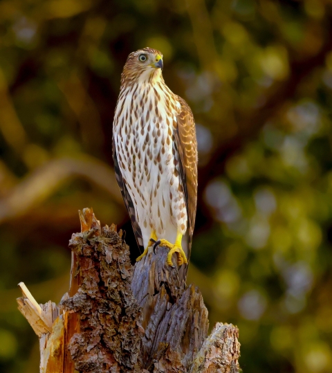Cooper's hawk perched on stump