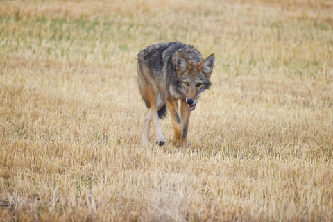 Coyote walking through a field
