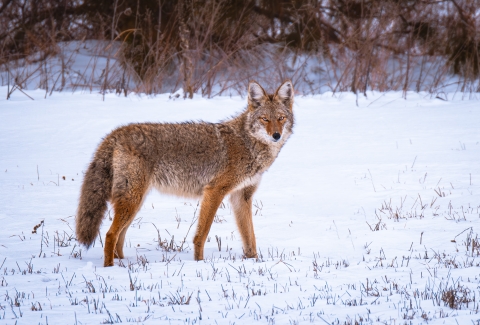 A coyote standing in a snowy field