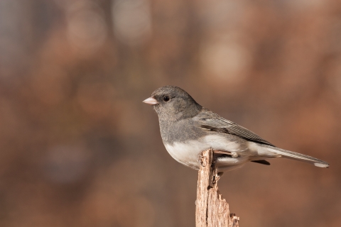 A dark eyed junco bird, sits perched on top of the broken stump of a small tree