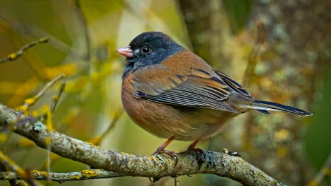 A small brown and black bird perched in a tree