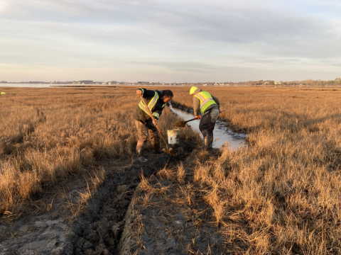 biologist dig a runnel in salt marsh