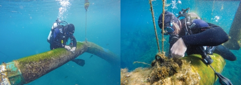 Two photos with a scuba diver underwater performing maintenance on netting that is attached to a long pipe.