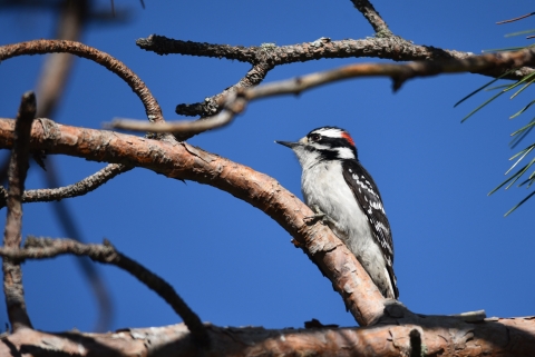 downy woodpecker perches on the branch of a pine tree