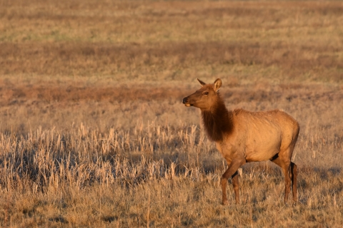 Cow elk at Las Vegas National Wildlife Refuge