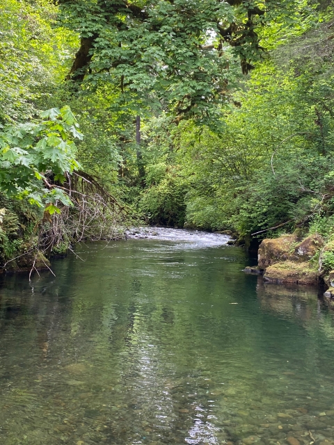 shallow creek