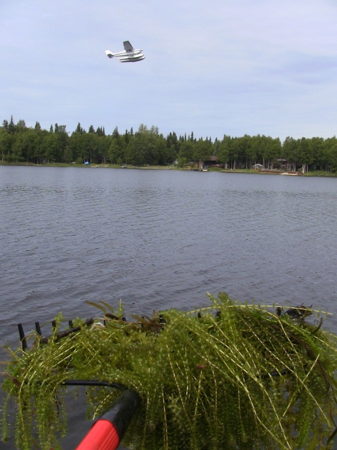 Aquatic weed rake sample of dense Elodea from Sand Lake, Anchorage, AK with airborne floatplane and boat launch in background.