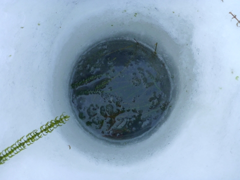 Elodea infestation visible through ice auger hole.
