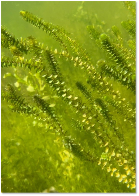 Dense mat of invasive Elodea growing underwater in Sixmile Lake, Anchorage, AK.