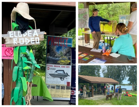 Collage of three images including paper mache Elodea with a cowboy hat and sign reading "Elodea Rodeo". Second image is people investigating tank of aquatic plants and outreach materials. Third image is of pavilion with kayaks, canoes, and Clean Drain Dry materials in the background.