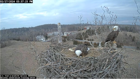 Adult eagle turning egg while another adult eagle is perched watching in nest