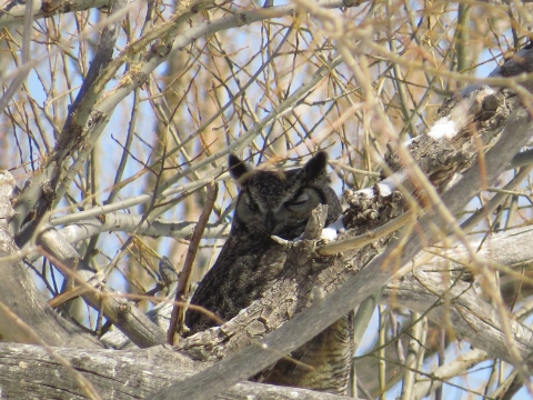 Great horned owl perched in a tree