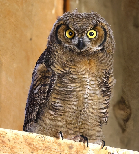 Juvenile great horned owl perched on a ledge