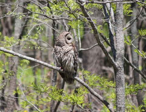 Barred Owl perched on a diagonal tree branch with its head turned 90 degrees. In the background are other small trees with small, bright green spring leaves.