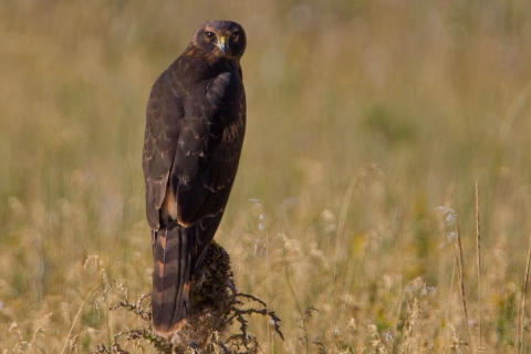 A northern harrier sits on a clump of vegetation and stares back at the camera in this photo