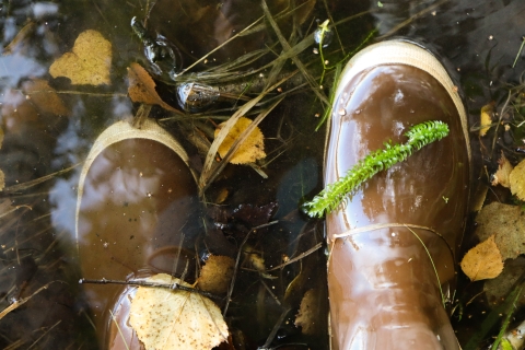 Strand of invasive Elodea on top of boot submerged in water.