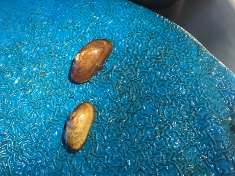 Two wild caught juvenile spectaclecase mussels in a gloved hand