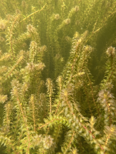 Dense mat of invasive Elodea viewed underwater in Big Lake, Alaska.