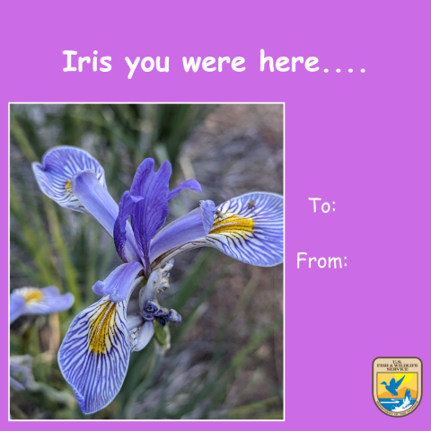 Graphic of a lilac Valentine’s Day card with an image of a purple and yellow California native Douglas iris. Text above that reads “Iris you were here….” A space for “To and From.” Graphic of the U.S. Fish and Wildlife Service logo on the bottom right corner. 