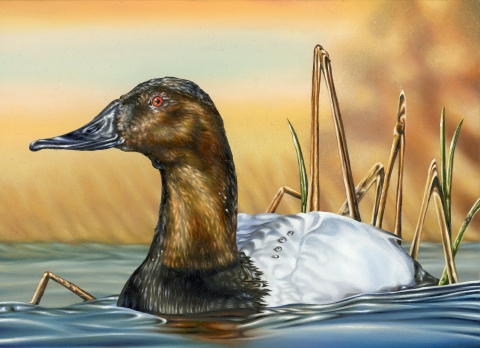 Close-up oil painting of a canvasback drake swimming right to left in calm waters through a few bent reeds.