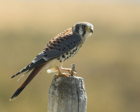 An American kestrel sits atop a wooden post with a grasshopper in its talons.