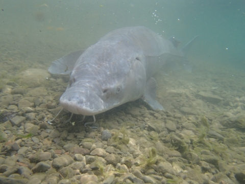 A large gray fish, with a flat head and rounded snout that has long barbels hanging from its nose, rests on a rocky lake bottom.