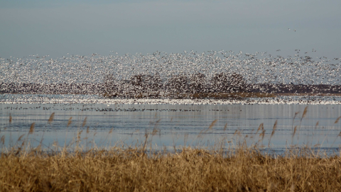 Hundreds of swans at Lake Mattamuskeet