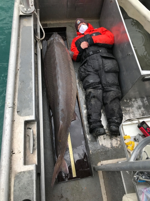 A biologist lays in a boat along a sturgeon larger than him