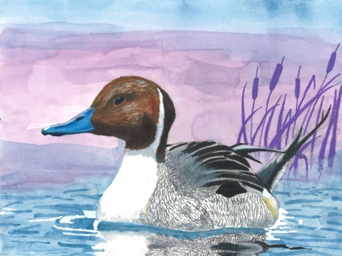 A Junior Duck Stamp entry of a Northern pintail duck created by Lauren Park, age 8. The piece is titled A Duck in the Misty Sunset.