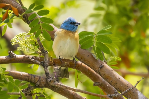 A bird with a blue head and white breast perched on a branch