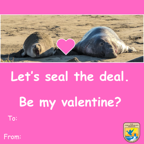 Graphic of a pink Valentine’s Day card with an image of a pair of elephant seals with a pink heart between them. Text that reads “Let’s seal the deal. Be my valentine?” A space for “to and from.” Graphic of the U.S. Fish and Wildlife Service logo on bottom right corner. 
