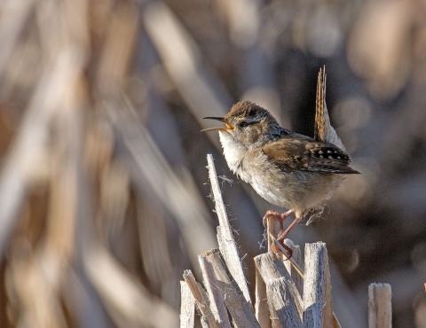 A marsh wren sits atop some cattails.