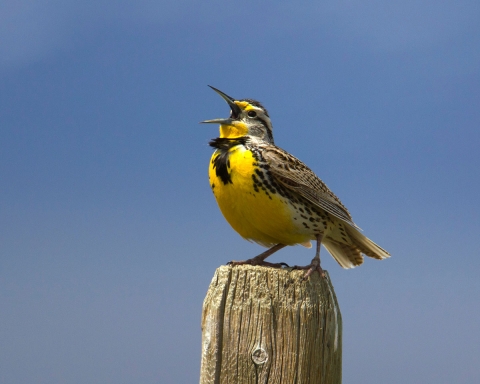 A meadowlark sings perched atop a wooden fence post.