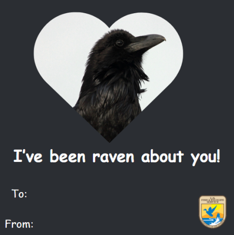 Graphic of a black Valentine’s Day card with an image of a raven. Text beneath that reads “I've been raven about you!” A space for “to and from.” Graphic of the U.S. Fish and Wildlife Service logo on the bottom right corner. 