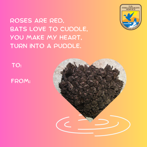  graphic is made to look like a Valentine’s Day card with hearts and designs. A group of bats huddle together in a cave with text that read Roses are red, bats love to cuddle, you make my heart turn into a puddle.