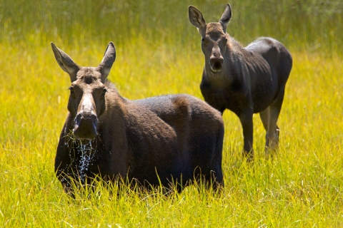 A cow and yearling calf moose stand in a wetland with water dripping from the cow moose's mouth.