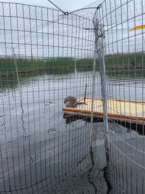 A muskrat perched on a floating panel surrounded by a duck trap's wire fencing.