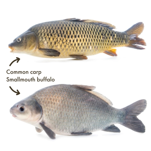 Graphic of a copper fish with barbles and a blueish grey fish without barbles. Text says an earlier incorrect version of this graphic pictured a mirror carp. The words common carp point to the copper fish and the words smallmouth buffalo point to the blueish grey fish.