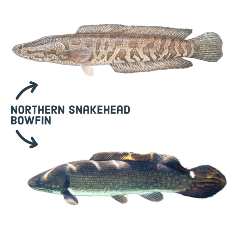 Two fish on a white background. The words northern snakehead point to a long narrow fish with python like markings and a long anal fin. The word bowfin points to a long fish with a short narrow anal fin. 