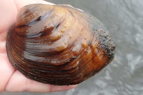 A biologist holds a sheepnose mussel, showing the bumps in the shell