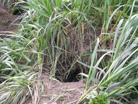 A hole in a soil mound frame with long grasses.