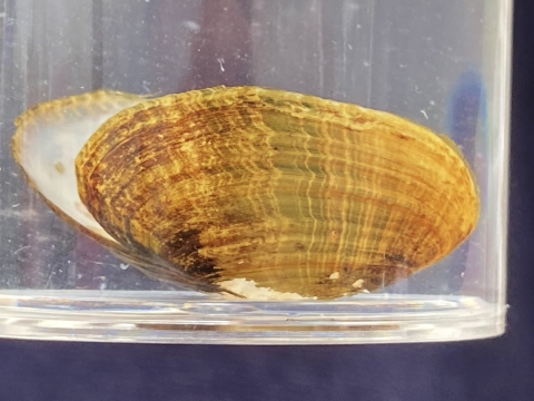 A rayed bean mussel shell stored in liquid for display, showing the characteristic broken green rays on the shell.