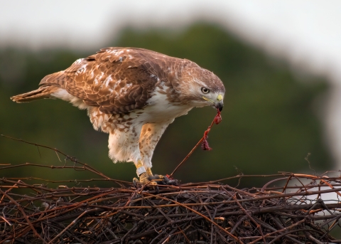 A large hawk pulls out the intestines of an animal it is eating.