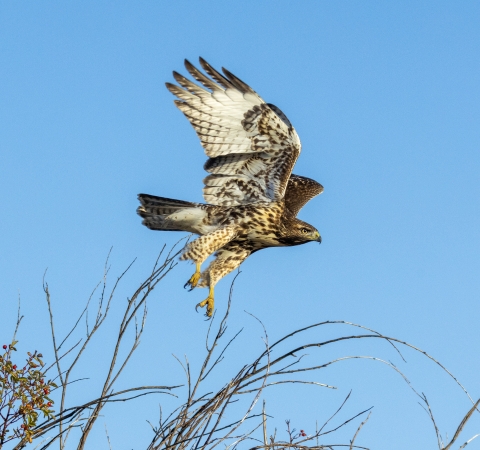 Red-tailed hawk taking off from a tree